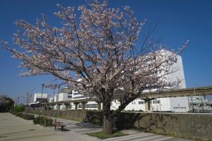 写真：サクラあさひ海老取川公園