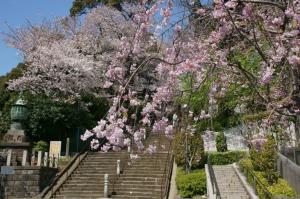 写真：池上本門寺サクラ