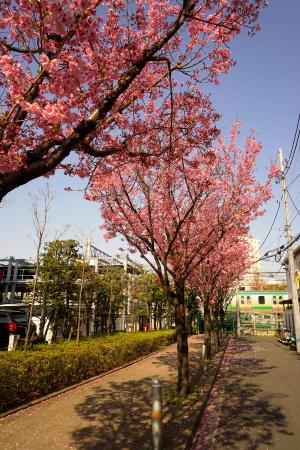 写真：陽光桜