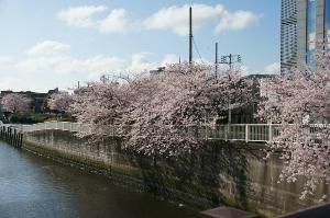 写真：夫婦橋親水公園桜