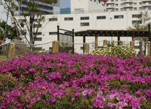 写真：ツツジ　東糀谷防災公園