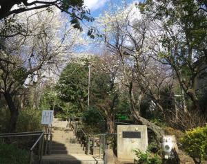 千鳥いこい公園　白梅　写真