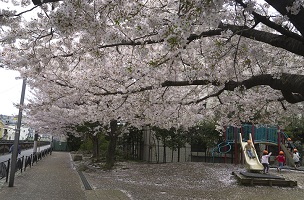 久が原久根児童公園　サクラ写真