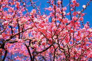 写真　大倉山公園　ウメ　2月下旬