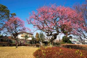 写真　大倉山公園　ウメ　2月下旬