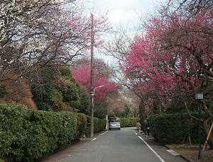 嶺町の屋敷林　ウメ　写真