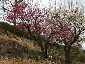 ウメ（写真）