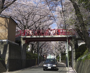 桜坂　写真