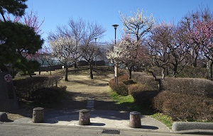 写真：桜梅公園ウメ