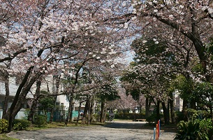 写真：旧呑川緑道サクラ