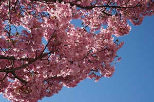 写真：陽光桜