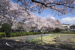 写真：大森西交通公園サクラ