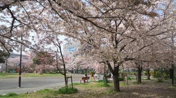 サクラ（写真）