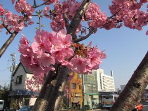 陽光桜（写真）