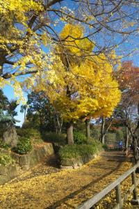 洗足池公園　イチョウ　写真