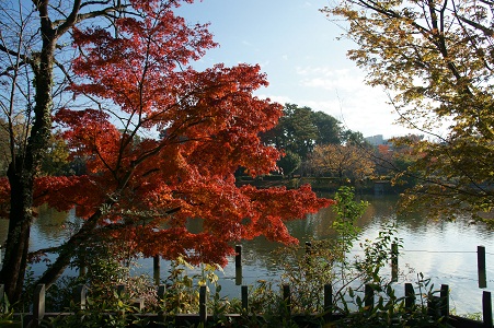 洗足池公園　紅葉　写真