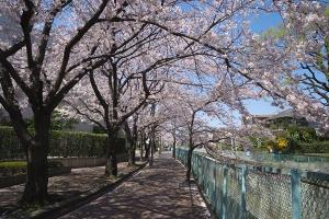 桜（写真）