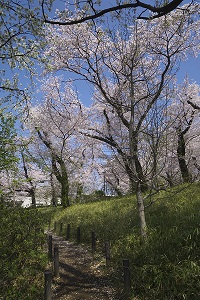 洗足池公園　桜山　(写真）