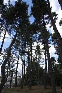 写真：鵜の木松山公園