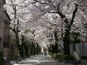 写真：東京高校付近桜
