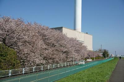 多摩川清掃工場　サクラ　写真