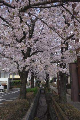 洗足流れ　さくら　写真