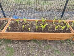corn2