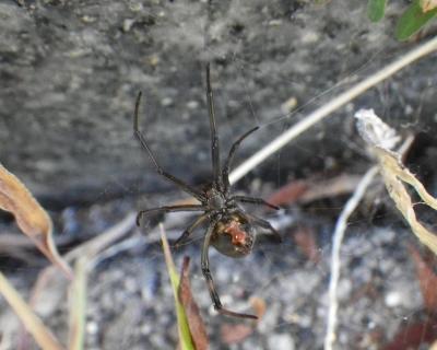 セアカゴケグモ（腹部）写真