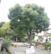 旧呑川緑地　クスノキ（写真）