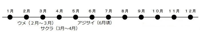 うめが2がつから3がつ、さくらが3がつから4がつ、アジサイが6がつから7がつにさきます。