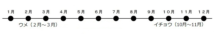 2から3月はウメの花が咲きます。イチョウが10月から11月にこうようします。