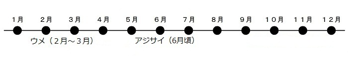 うめが2がつから3がつ、あじさいが6がつごろにさきます。