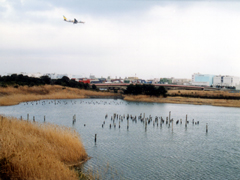 写真：東京港野鳥公園（潮入りの池）