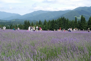 画像リンク：秋田県美郷町のラベンダー