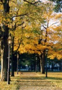 写真：紅葉のきれいなセーラム市内の公園